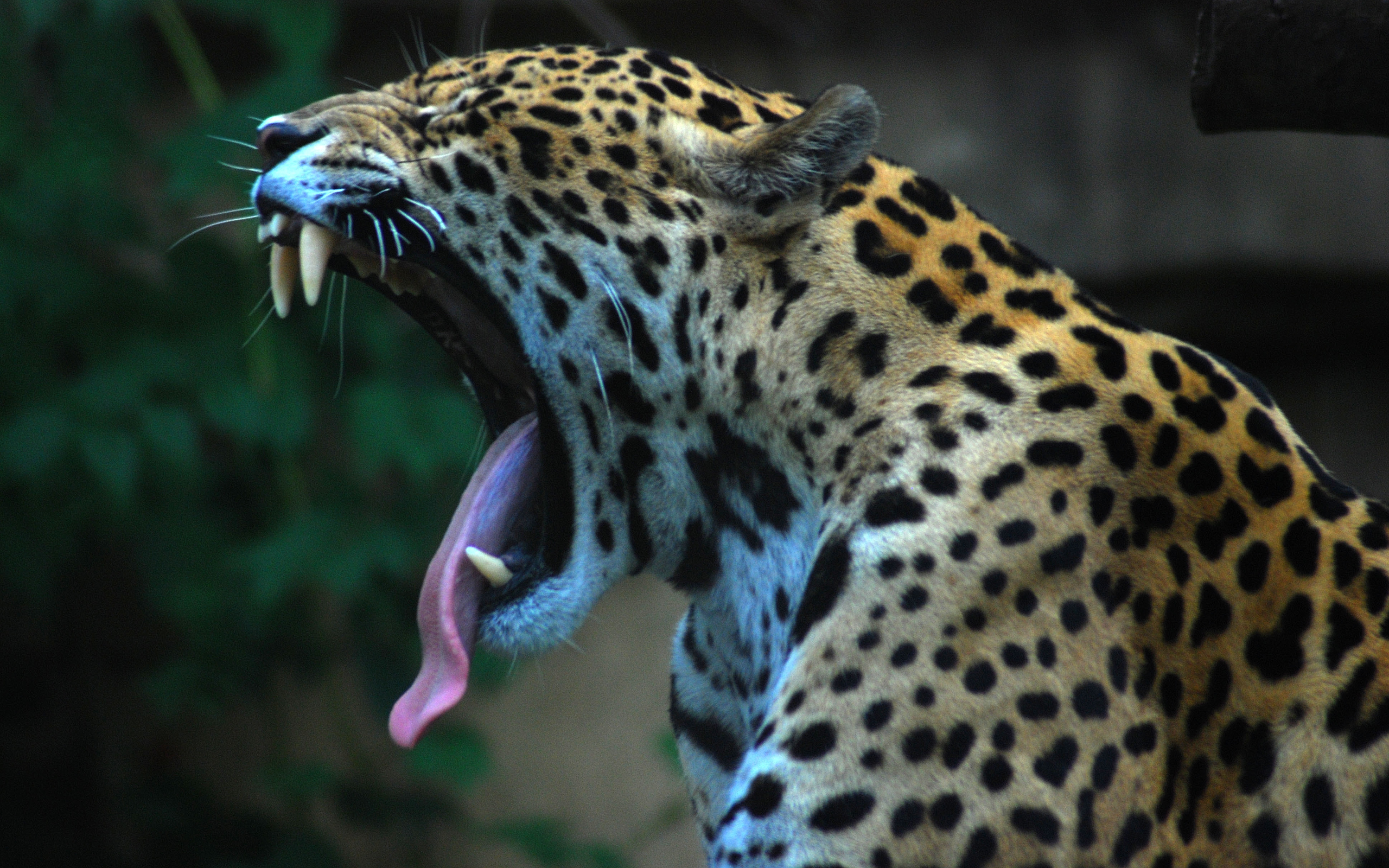 animals, Yawn, Jaguars Wallpaper