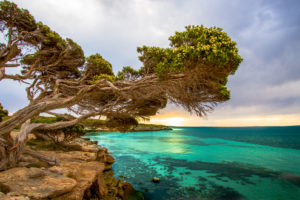coastal, Tree, Port, Lincoln, South, Australia
