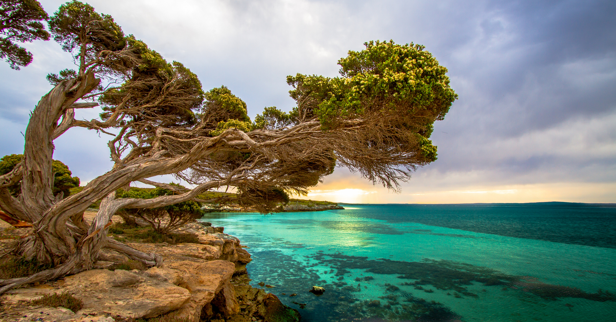 coastal, Tree, Port, Lincoln, South, Australia Wallpaper