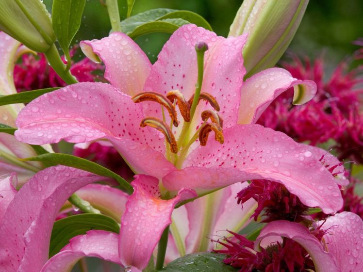 flowers, Washington, Lilies HD Wallpaper Desktop Background