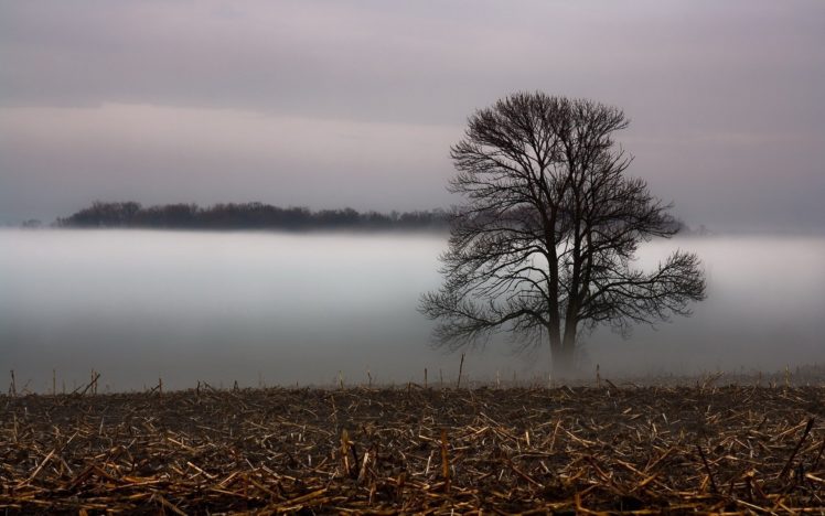 landscapes, Nature, Grass, Fog, Veil HD Wallpaper Desktop Background