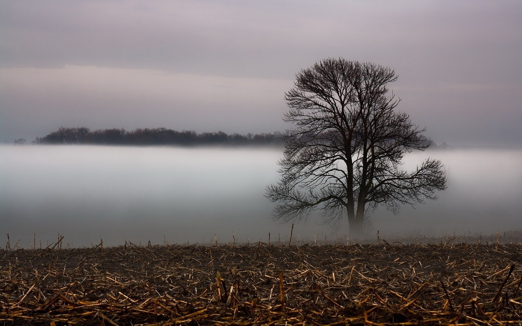 landscapes, Nature, Grass, Fog, Veil Wallpapers HD / Desktop and Mobile
