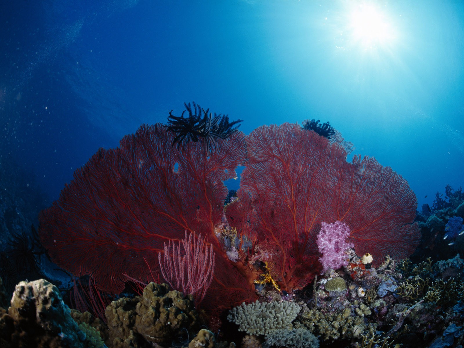 underwater Wallpaper