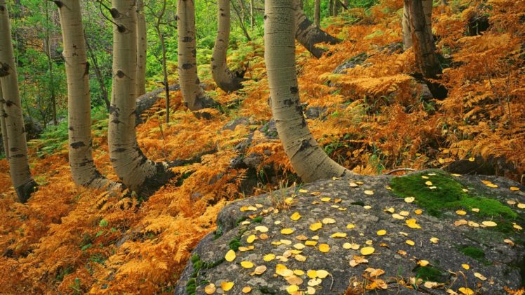 landscapes, Autumn, Colorado, Ferns, National, Park, Rocky HD Wallpaper Desktop Background