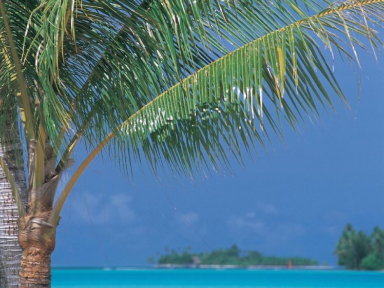 tropical, Palm, Trees HD Wallpaper Desktop Background
