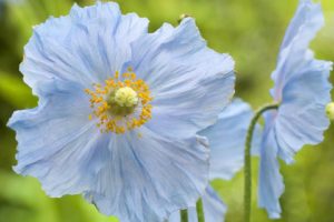 nature, Flowers, Blue, Flowers, Poppies