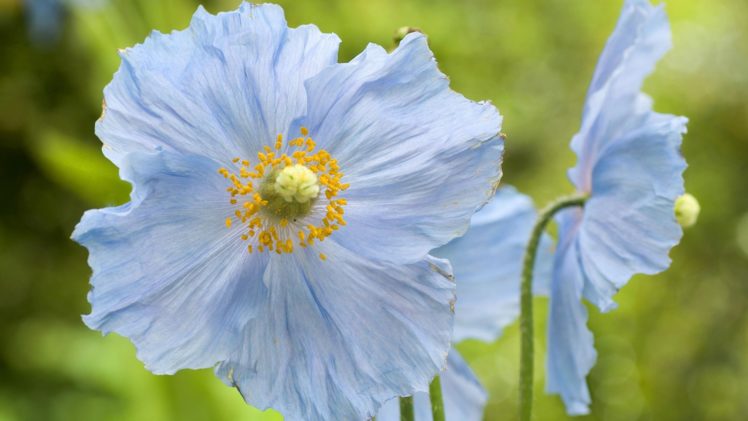 nature, Flowers, Blue, Flowers, Poppies HD Wallpaper Desktop Background