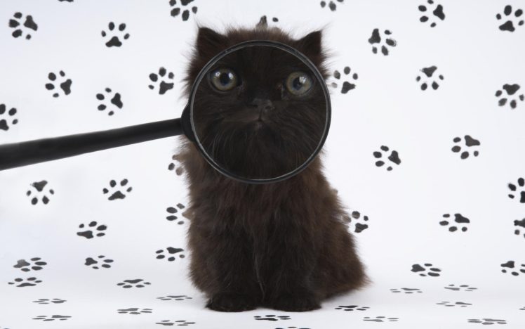cats, Animals, Magnifying, Glass HD Wallpaper Desktop Background