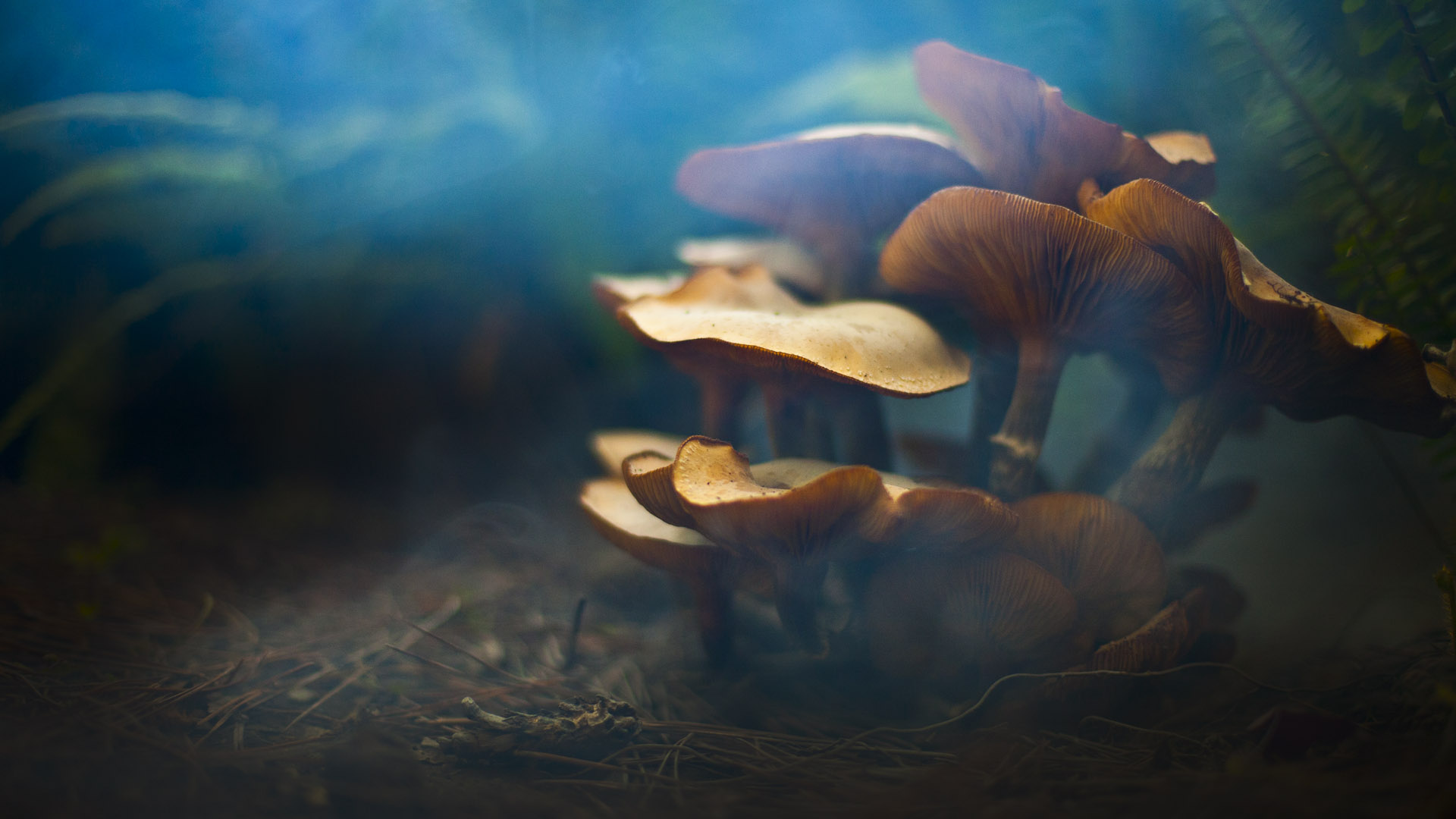 mushrooms Wallpaper