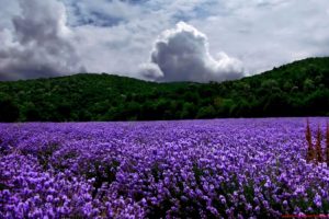 landscapes, Nature, Lavender, Purple, Flowers