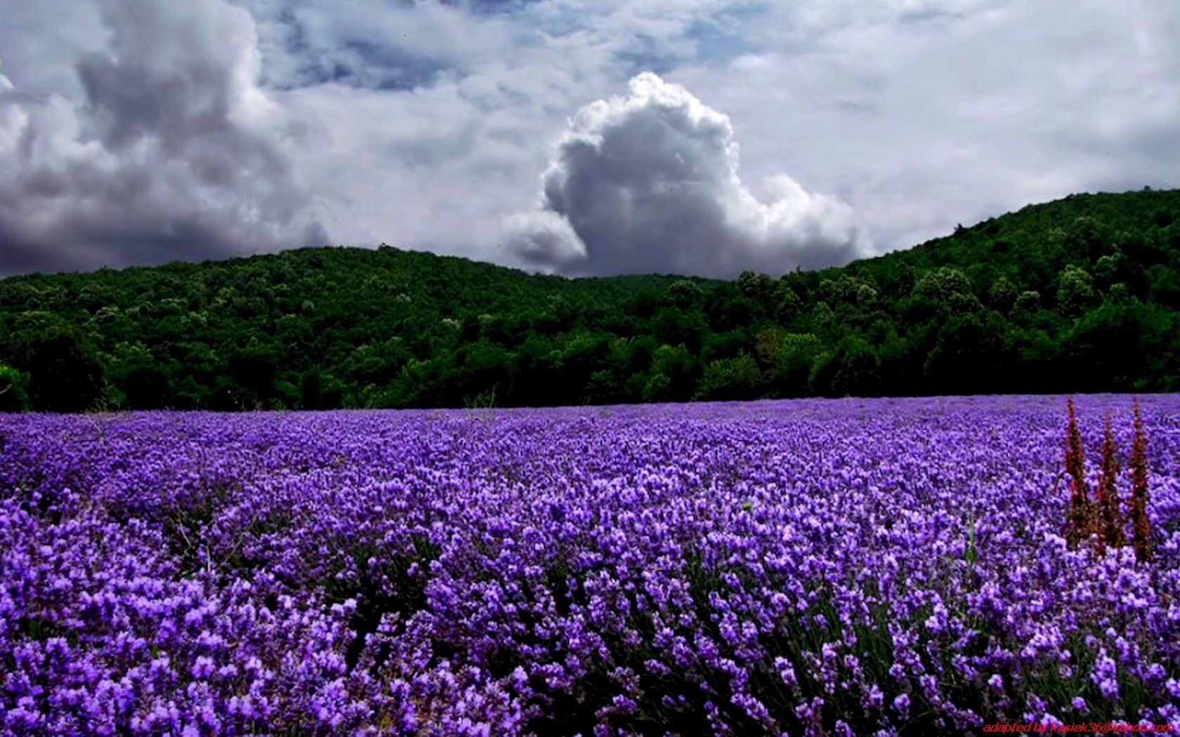 landscapes, Nature, Lavender, Purple, Flowers Wallpaper