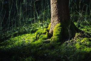 nature, Moss, Tree, Trunk