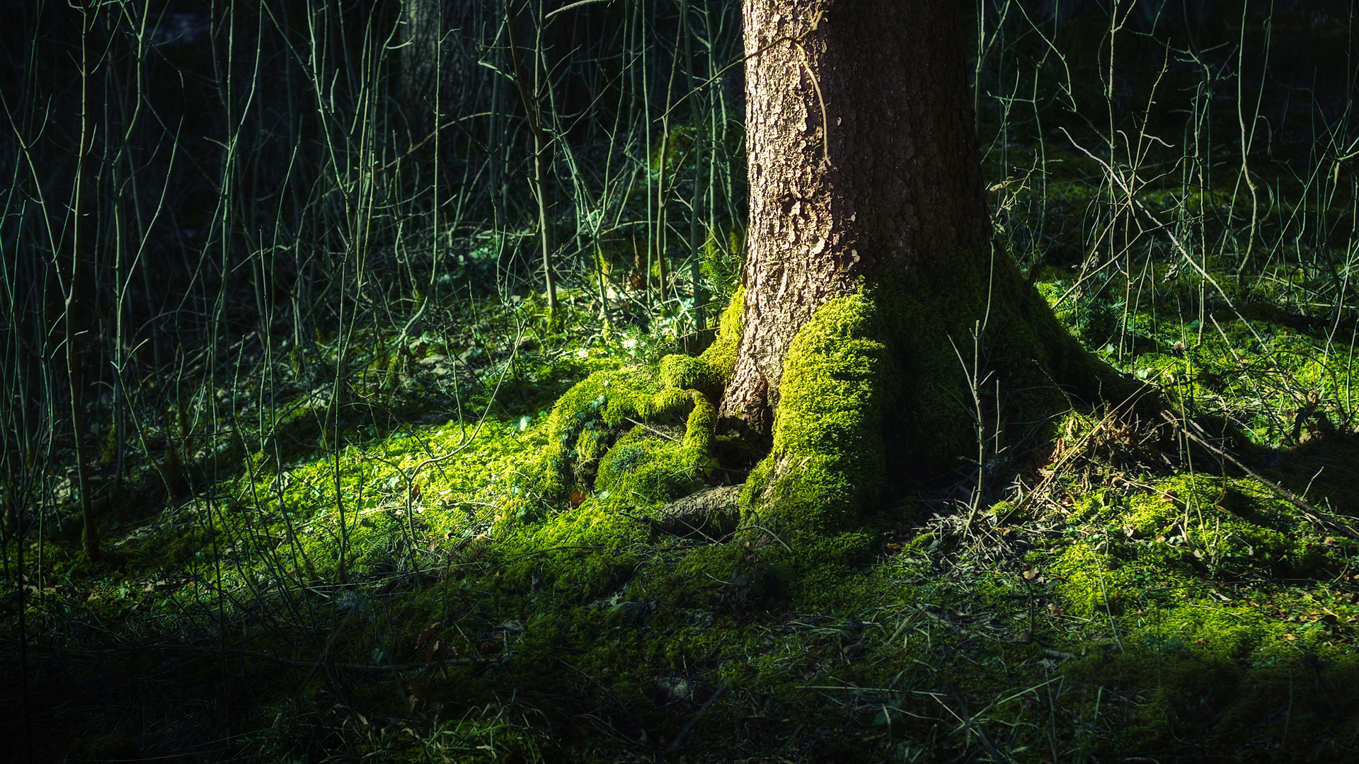 nature, Moss, Tree, Trunk Wallpaper