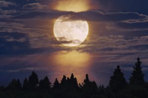landscapes, Trees, Forest, Moon, Moonlight, Skyscapes