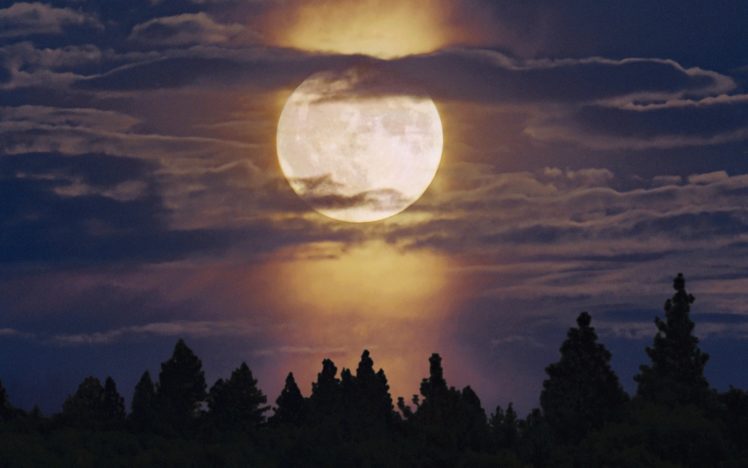 landscapes, Trees, Forest, Moon, Moonlight, Skyscapes HD Wallpaper Desktop Background