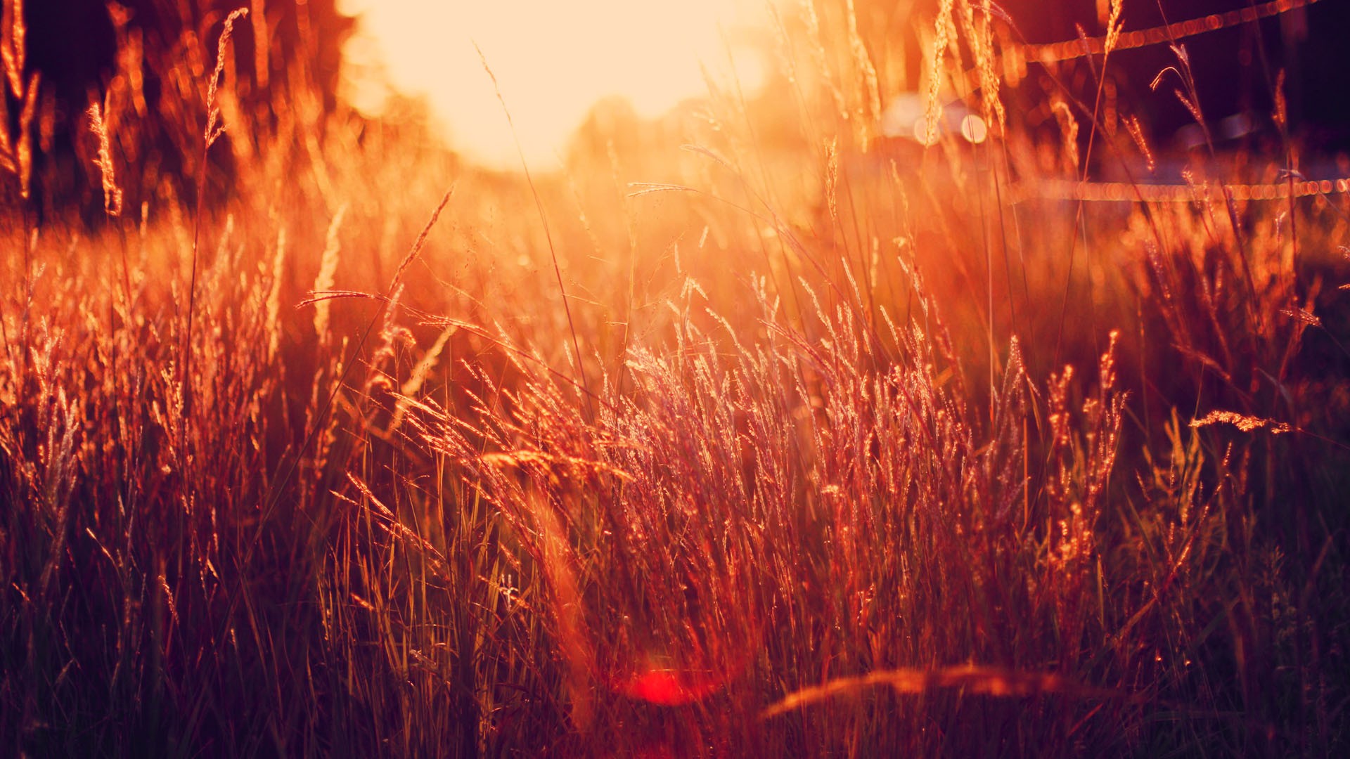 light, Spikelets Wallpaper