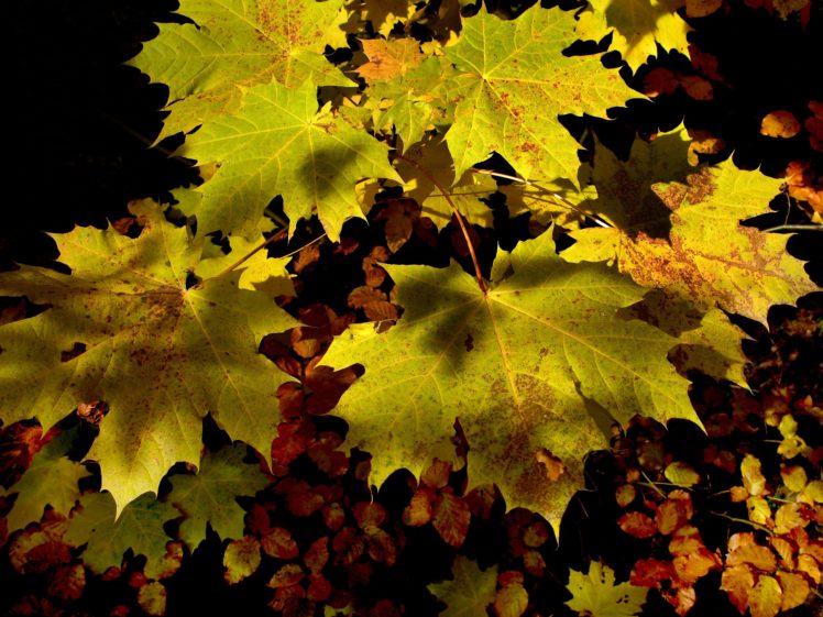 autumn, Leaves, Maple, Nature HD Wallpaper Desktop Background