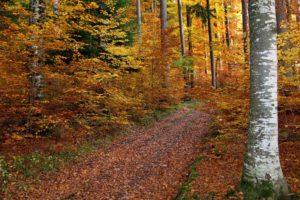 autumn, Trees, Ten, Road, Landscape