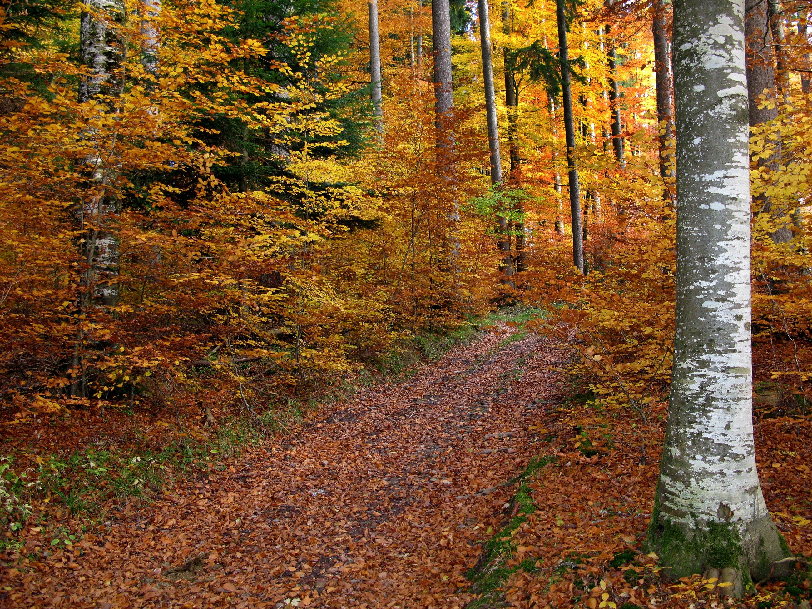 autumn, Trees, Ten, Road, Landscape Wallpaper