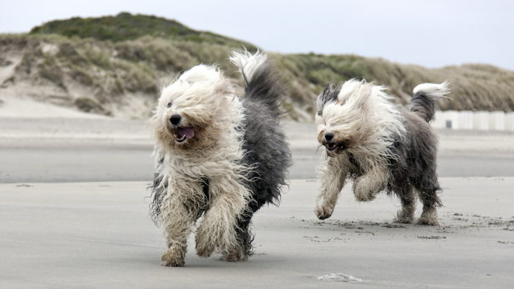beach, Running, Dog, Mood HD Wallpaper Desktop Background