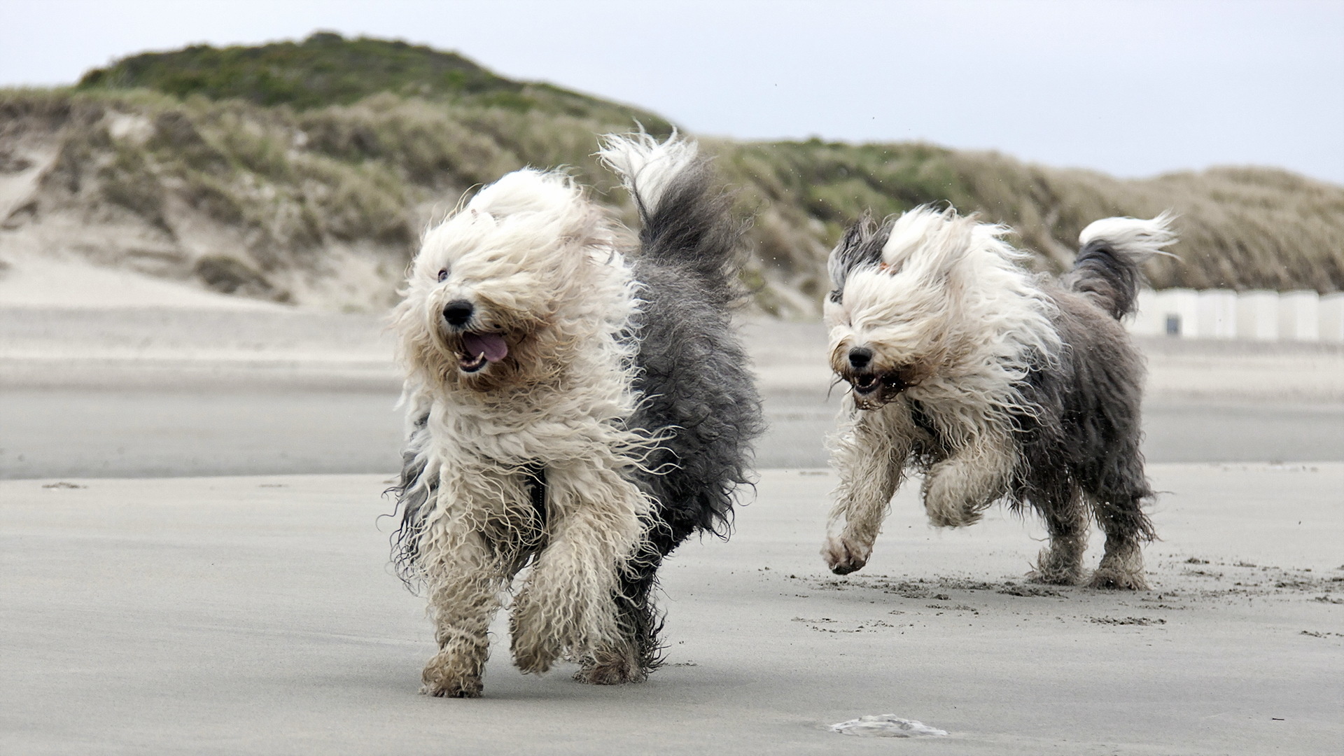 beach, Running, Dog, Mood Wallpaper