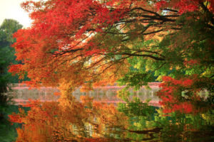 branch, Reflection, Lake, Trees, Park, Autumn