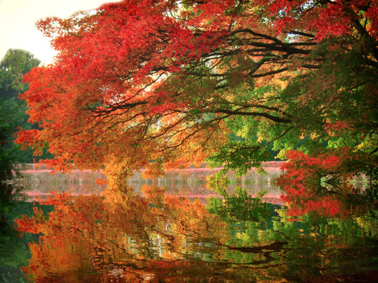 branch, Reflection, Lake, Trees, Park, Autumn HD Wallpaper Desktop Background