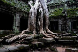 ta, Prohm,  , Angkor,  , Cambodia