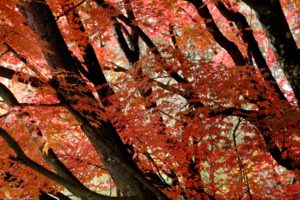 fall, Trees, Leaves, Nature, Autumn