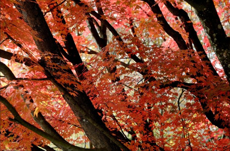 fall, Trees, Leaves, Nature, Autumn HD Wallpaper Desktop Background