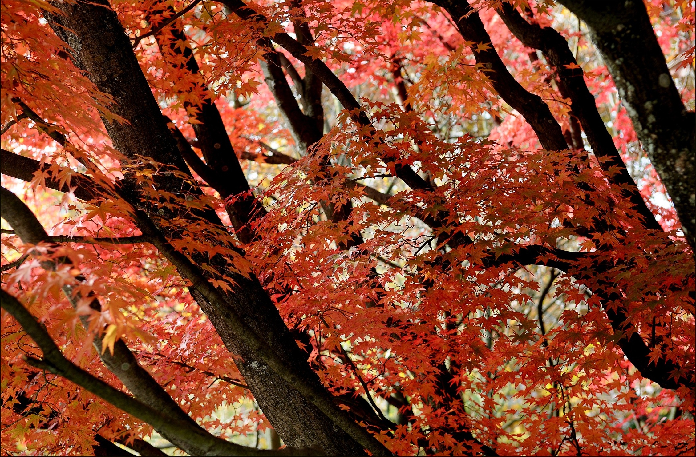 fall, Trees, Leaves, Nature, Autumn Wallpaper