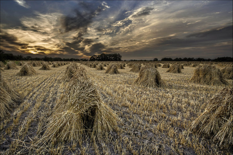 field, Harvesting, Sheaves, Evening, Twilight, Autumn HD Wallpaper Desktop Background