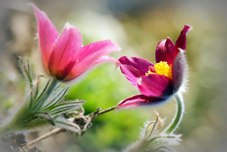 flowers, Pink, Blur, Background, Bokeh HD Wallpaper Desktop Background