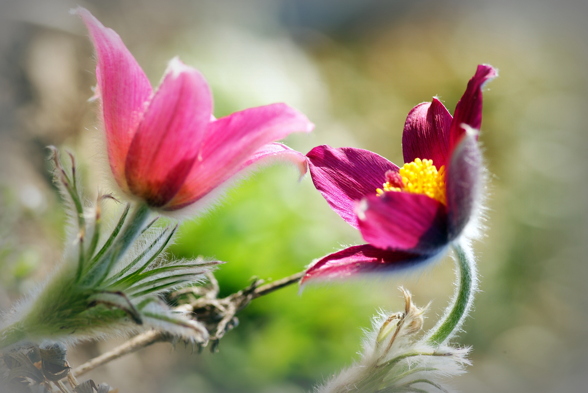 flowers, Pink, Blur, Background, Bokeh Wallpaper