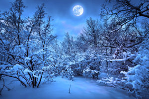 forest, Moon, Night, Snow, Winter