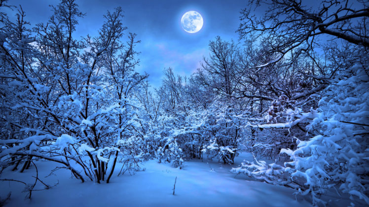 forest, Moon, Night, Snow, Winter HD Wallpaper Desktop Background
