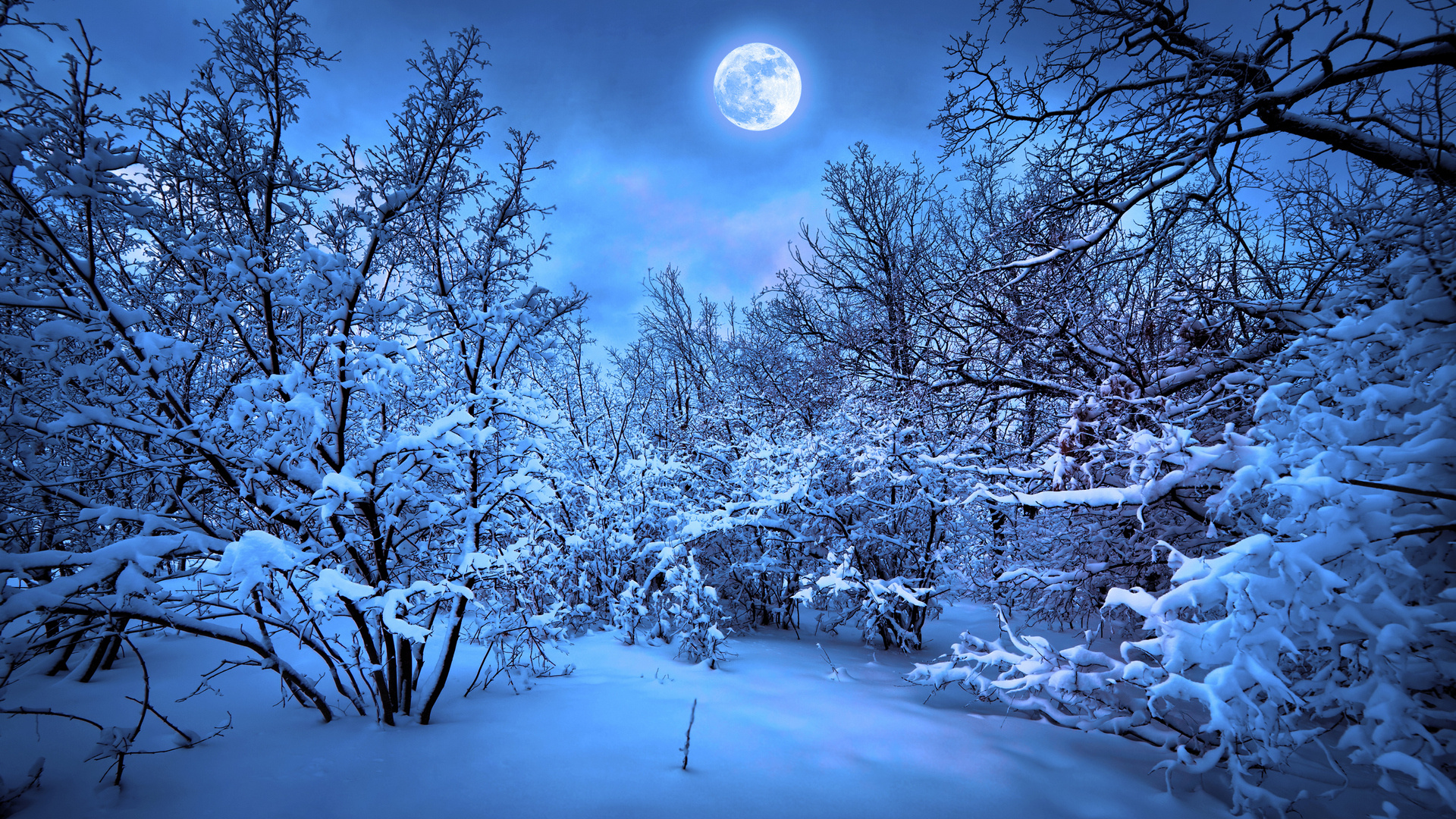 forest, Moon, Night, Snow, Winter Wallpapers HD / Desktop and Mobile  Backgrounds