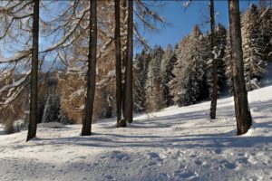 forest, Winter, Snow, Drifts, Landscape