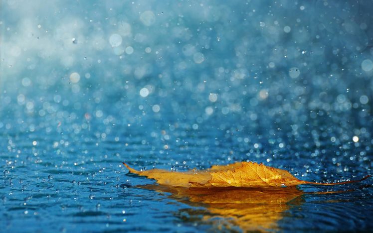 leaves, Water, Drops, Fallen, Leaves HD Wallpaper Desktop Background