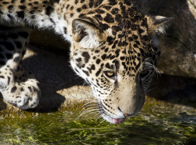 jaguar, Wild, Cat, Baby, Face HD Wallpaper Desktop Background