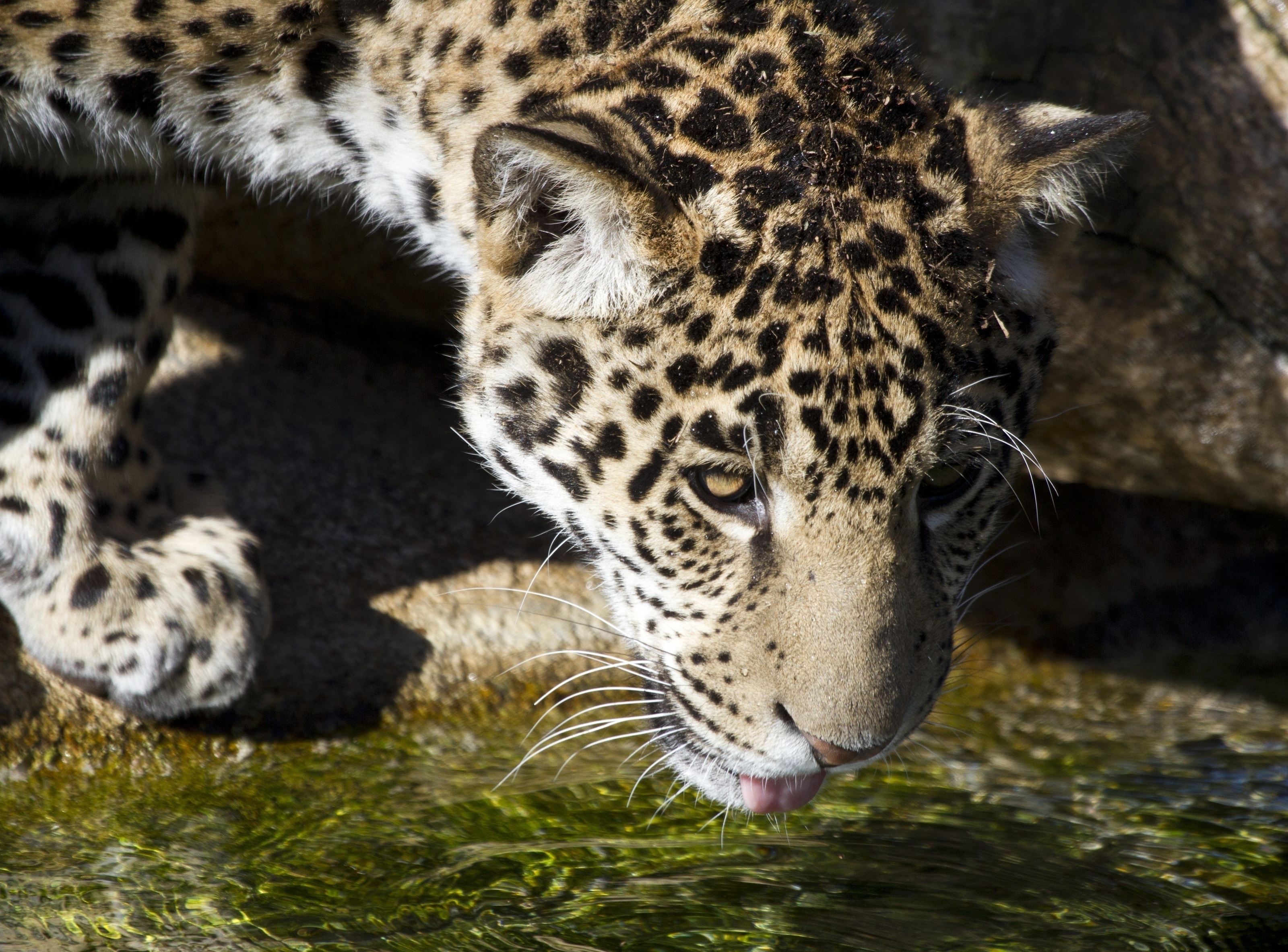 jaguar, Wild, Cat, Baby, Face Wallpaper