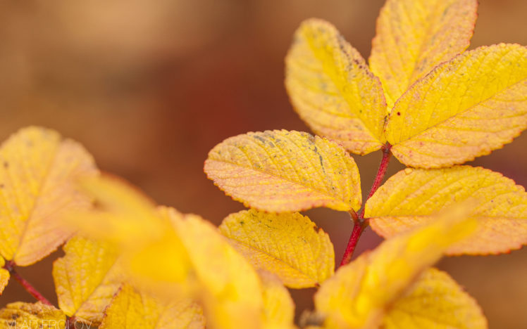 leaves, Wild, Rose, Autumn HD Wallpaper Desktop Background