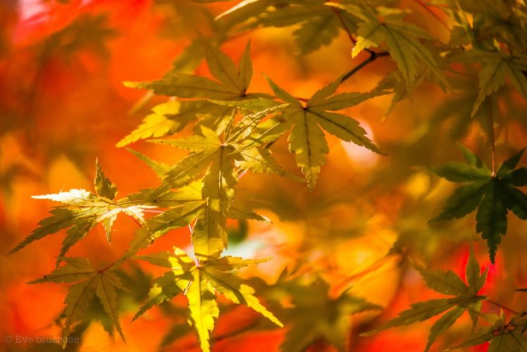 leaves, Yellow, Autumn, Close up HD Wallpaper Desktop Background