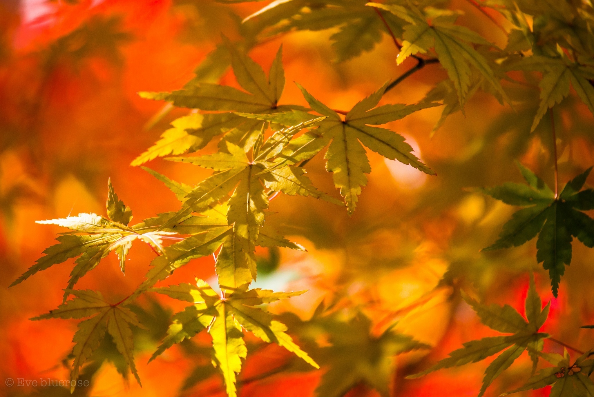 leaves, Yellow, Autumn, Close up Wallpaper