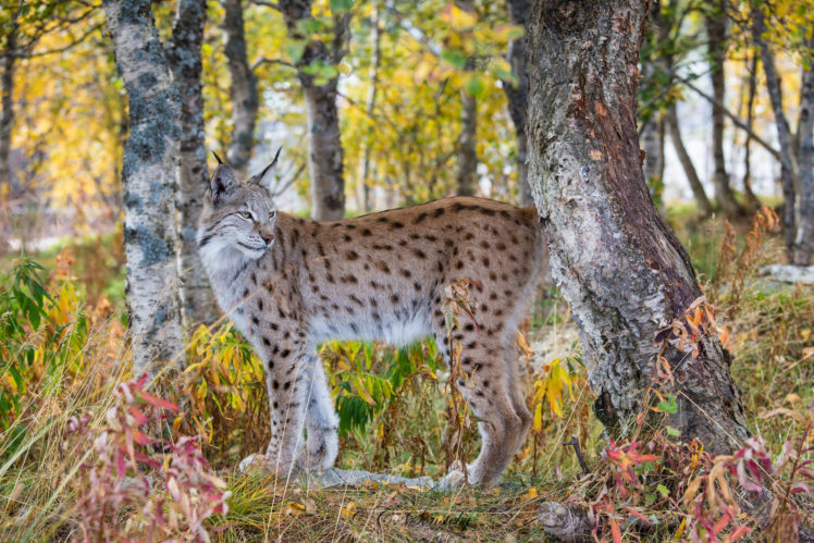 lynx, A, Predator, Autumn, Forest HD Wallpaper Desktop Background