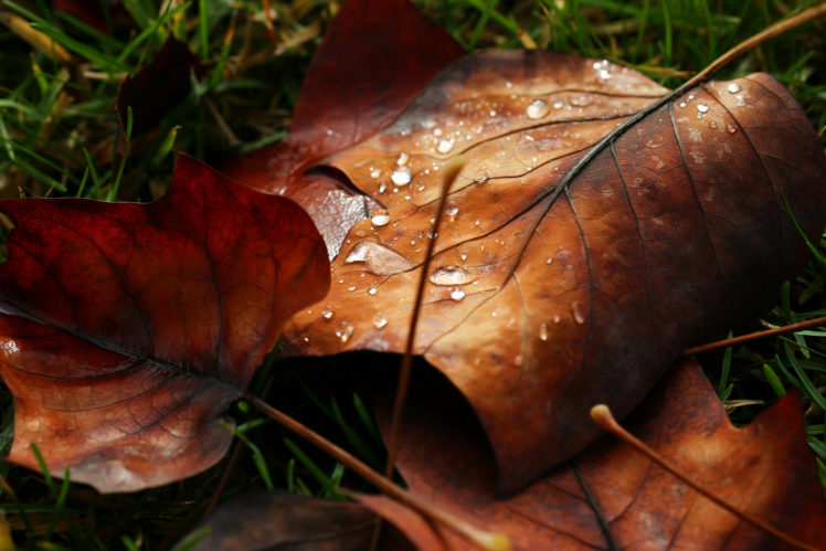 macro, Leaf, Leave, Drops, Water, Dew, Nature, Autumn, Bokeh HD Wallpaper Desktop Background