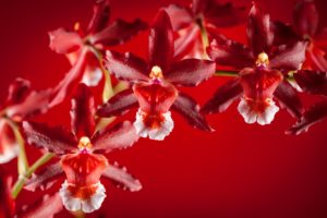 orchids, Exotic, Petals