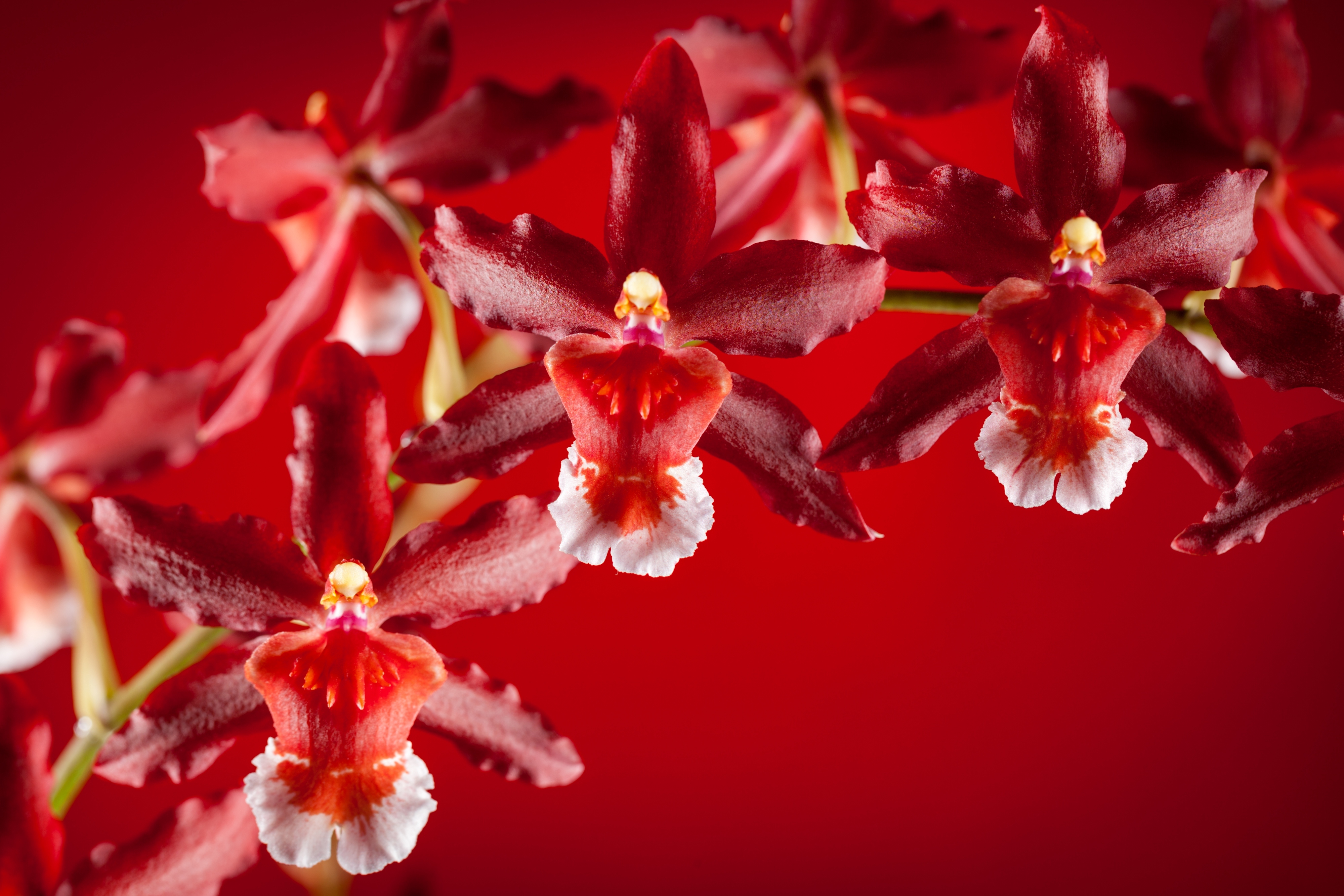 orchids, Exotic, Petals Wallpaper