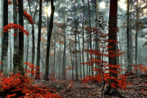 red, Forest, Trees, Autumn, Fog, Morning