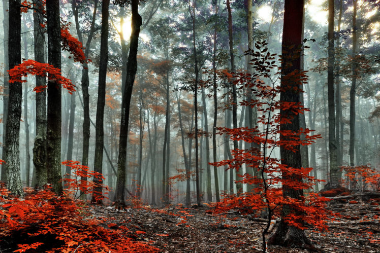 red, Forest, Trees, Autumn, Fog, Morning HD Wallpaper Desktop Background